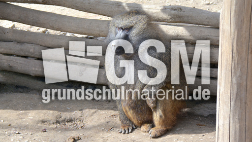 Grüner Pavian (3).jpg